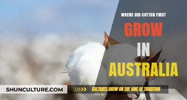The Origins of Cotton in Australia: Tracing Its First Growth
