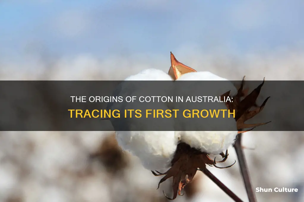 where did cotton first grow in australia