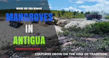 Yida's Antigua Mangrove Removal: Locations and Environmental Impact Revealed