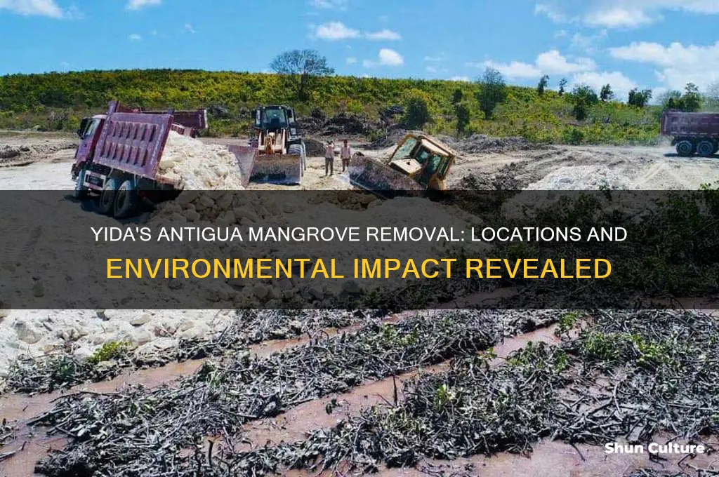 where did yida remove mangroves in antigua