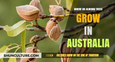 Almond Trees in Australia: Where Do They Grow?