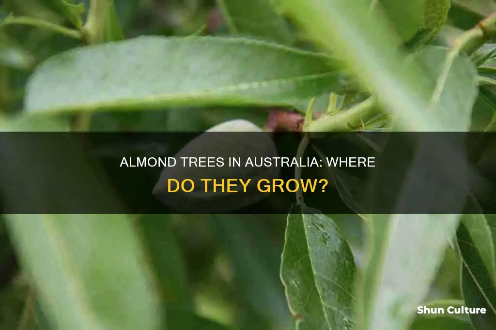 where do almond trees grow in australia
