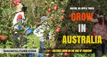 Apple Trees: Where Do They Grow in Australia?
