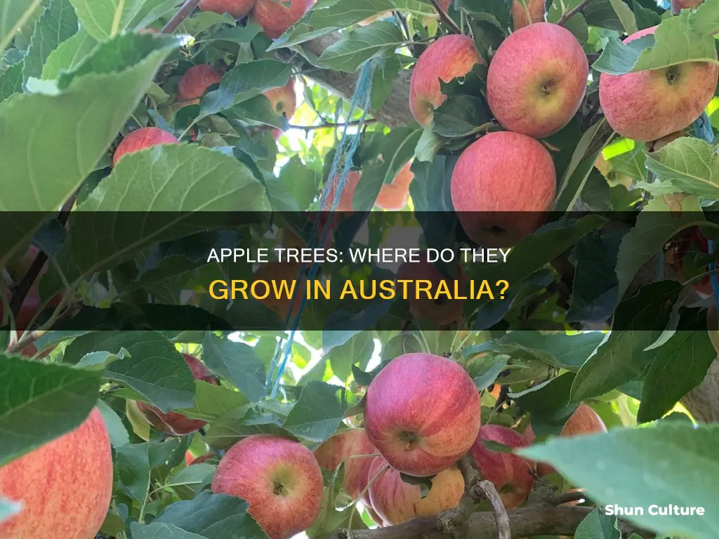 where do apple trees grow in australia