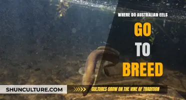 Unraveling the Mystery: Australian Eels' Secret Breeding Migration Explained