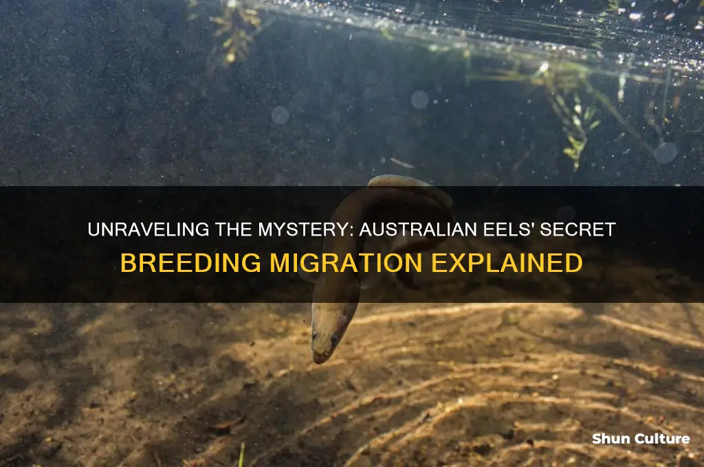 where do australian eels go to breed
