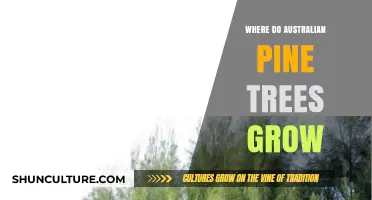 Australian Pine Trees: Where Do They Grow?