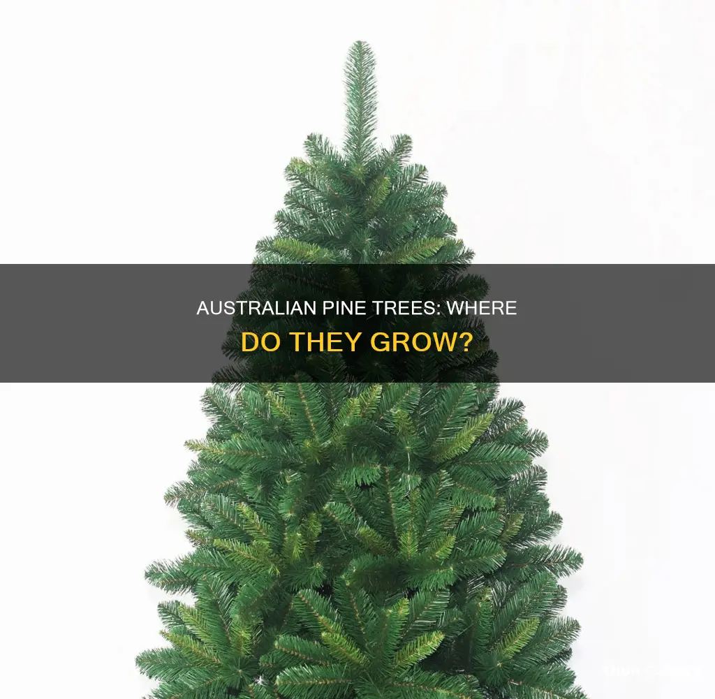 where do australian pine trees grow