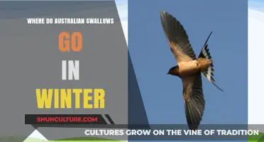 Where Do Australian Swallows Migrate During Winter Months?