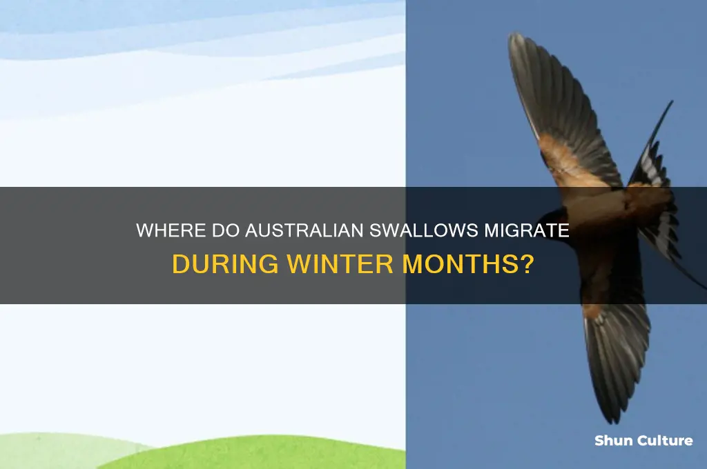 where do australian swallows go in winter
