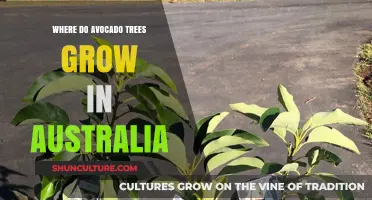 Avocado Trees: Where They Grow in Australia