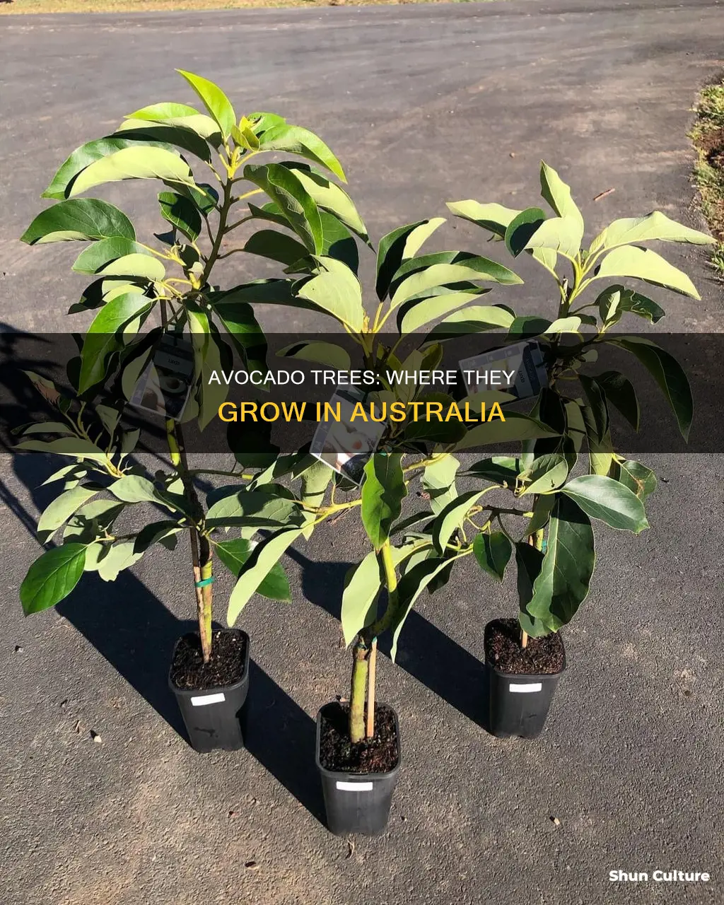 where do avocado trees grow in australia