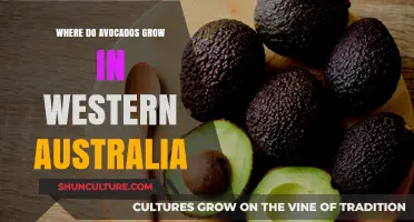 Avocado Orchards in Western Australia: Where Do They Grow?