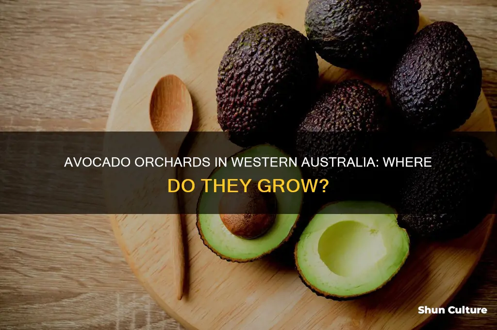 where do avocados grow in western australia