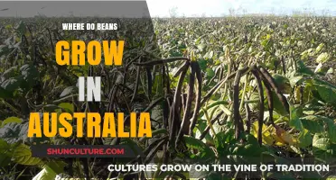 Australian Bean Belt: Where Do Beans Grow?