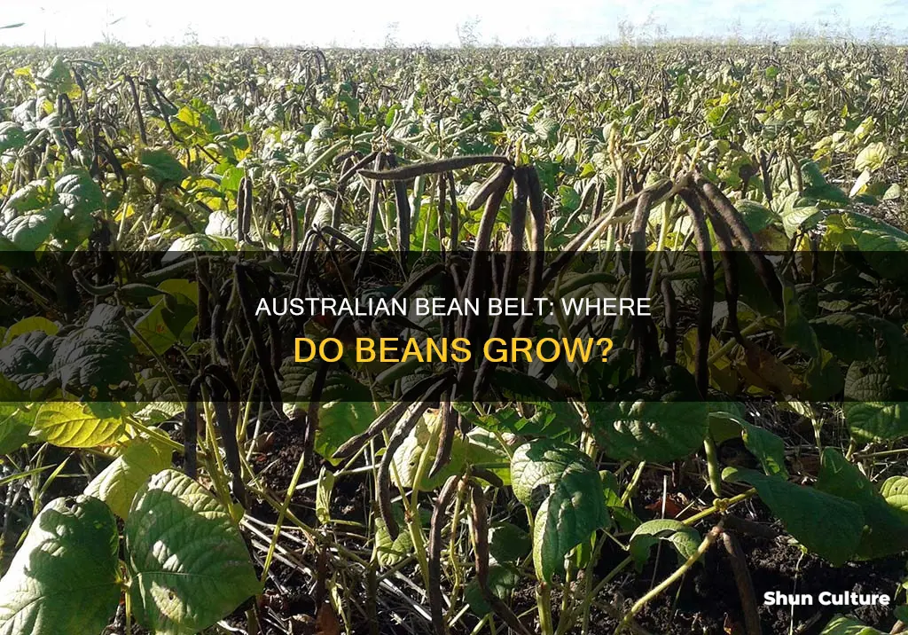 where do beans grow in australia