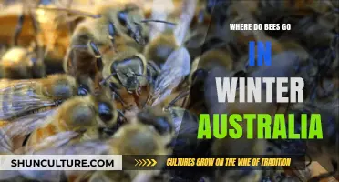 Where Do Australian Bees Disappear to During Winter Months?