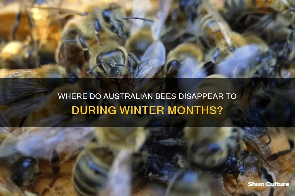 where do bees go in winter australia