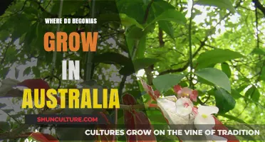 Begonias in Australia: Where and How to Grow Them