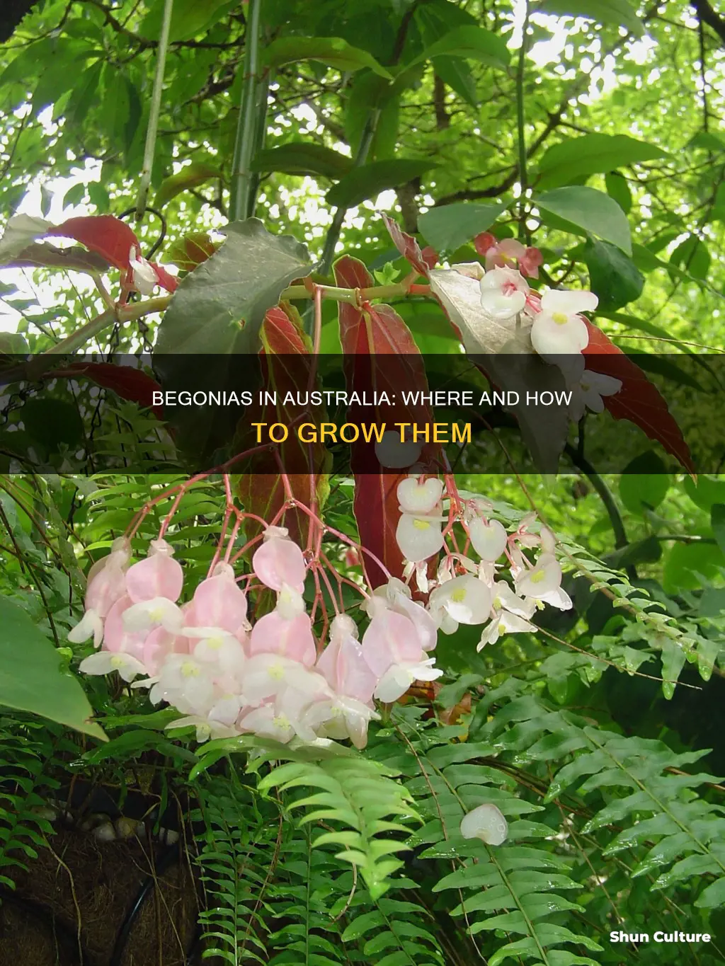 where do begonias grow in australia