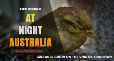 Where Do Australian Birds Sleep? Nighttime Habits Explained