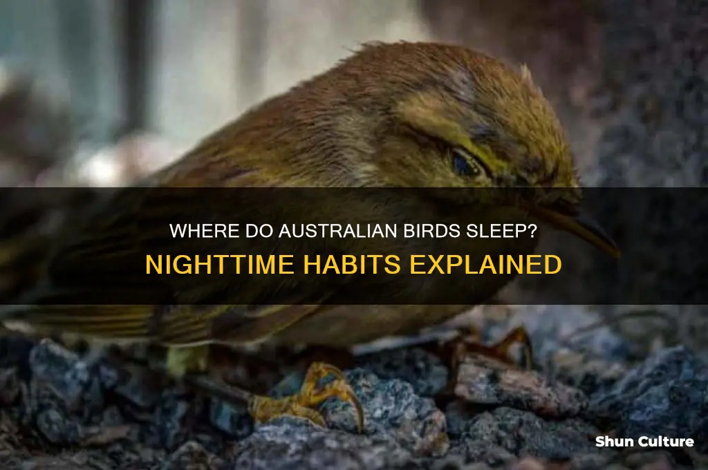 where do birds go at night australia