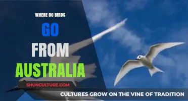 Australia's Avian Migrations: Unraveling the Mystery of Birds' Journeys