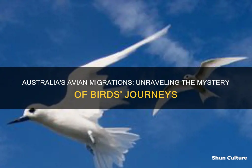where do birds go from australia