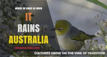 Where Do Australian Birds Seek Shelter During Rainy Weather?
