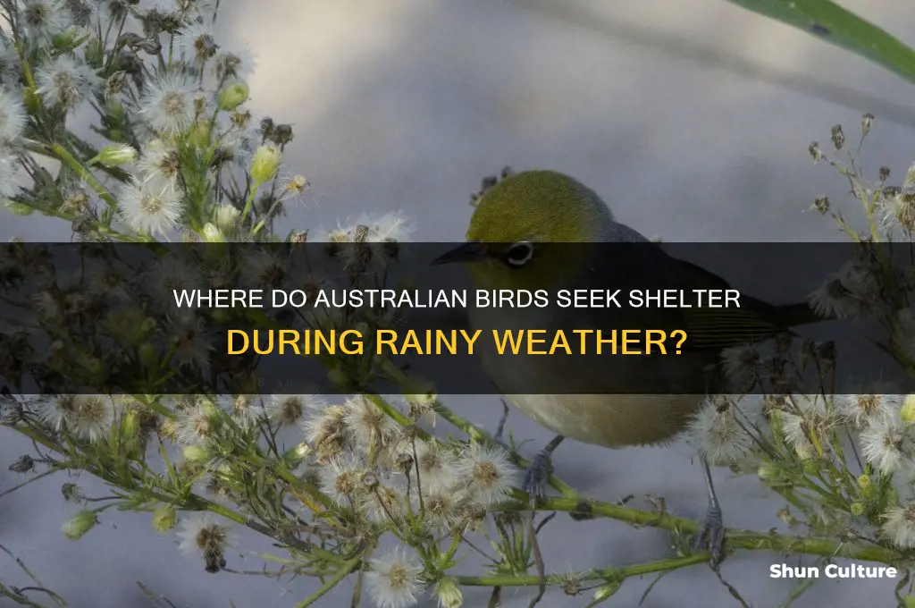 where do birds go when it rains australia