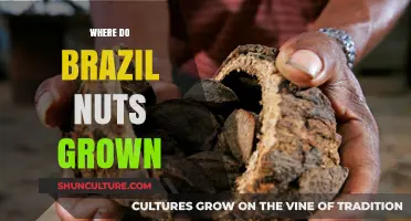 Discover the Amazon Rainforest: Where Brazil Nuts Naturally Grow