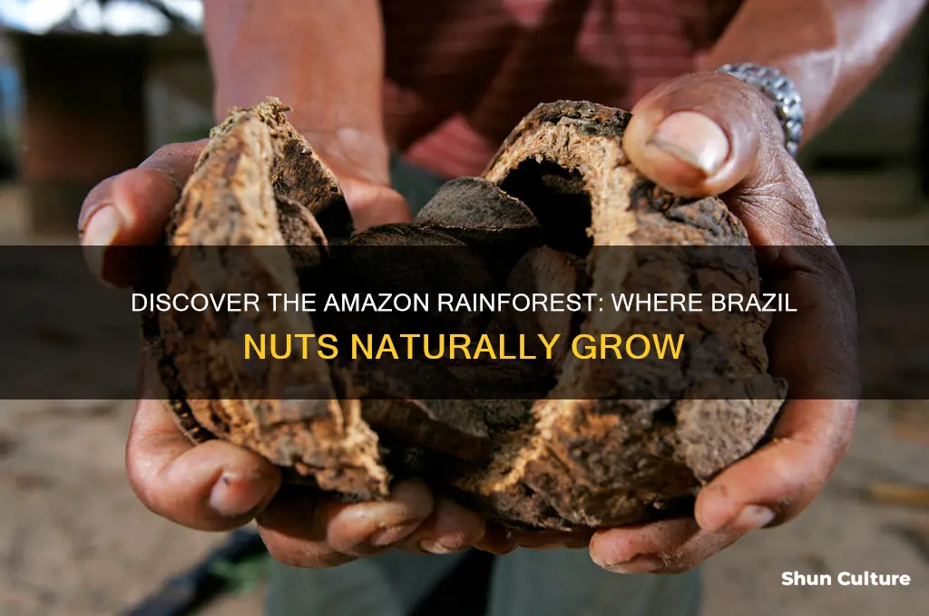 where do brazil nuts grown