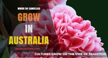Camellias in Australia: Where Do They Grow?
