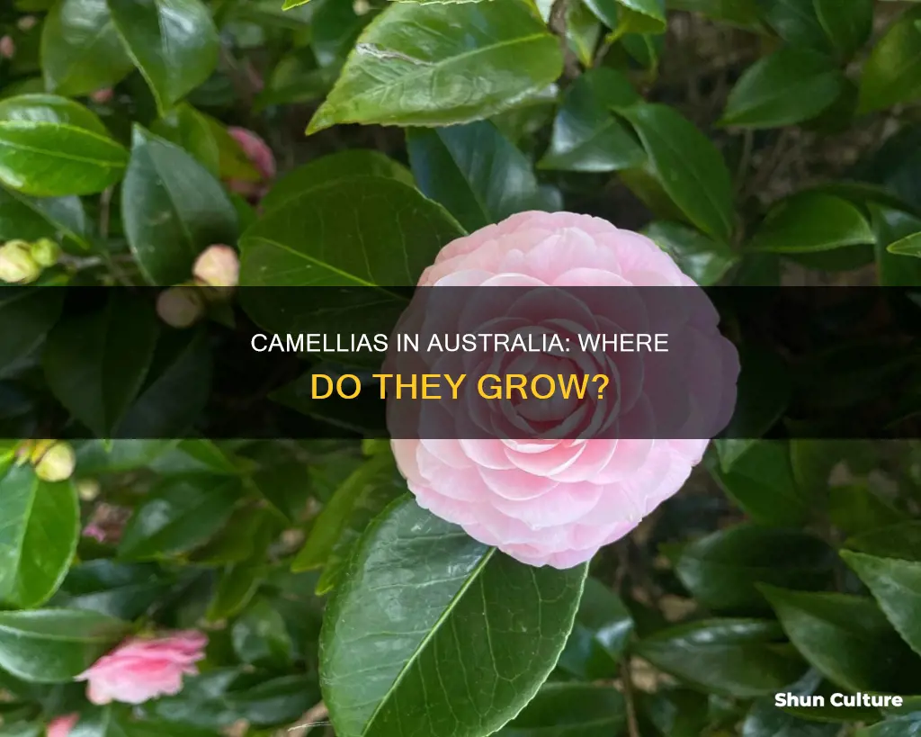 where do camellias grow in australia