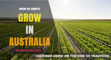 Carrot Cultivation in Australia: Where and How?