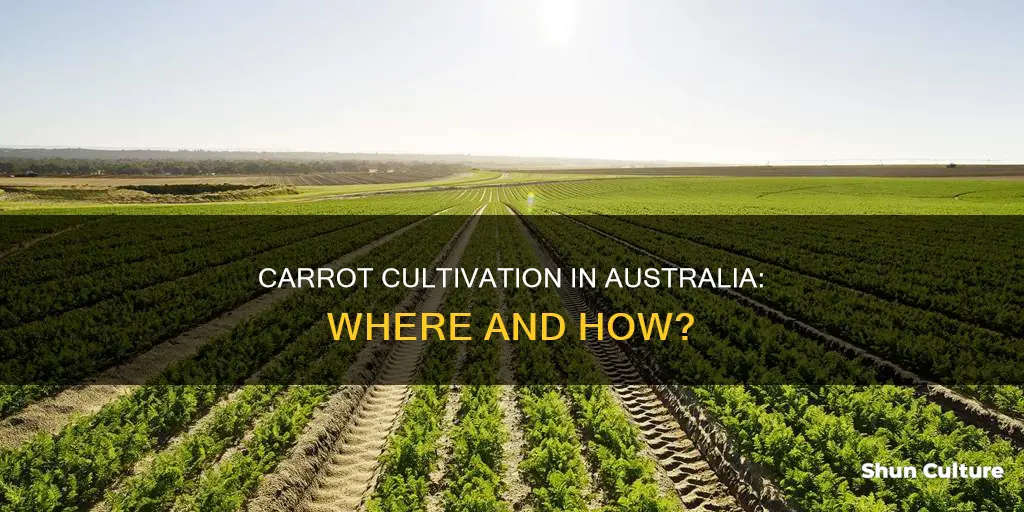 where do carrots grow in australia