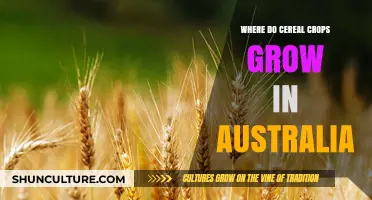Cereal Crops: Where and How They Grow in Australia
