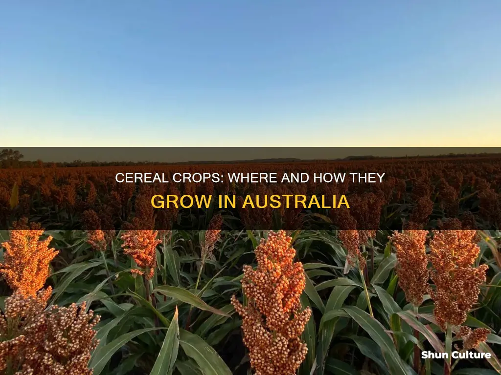where do cereal crops grow in australia