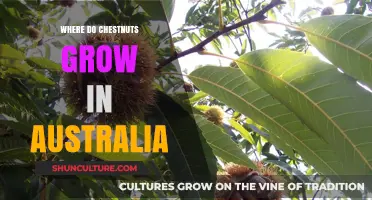 Chestnut Cultivation in Australia: Where Do They Grow?