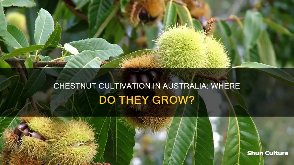 where do chestnuts grow in australia