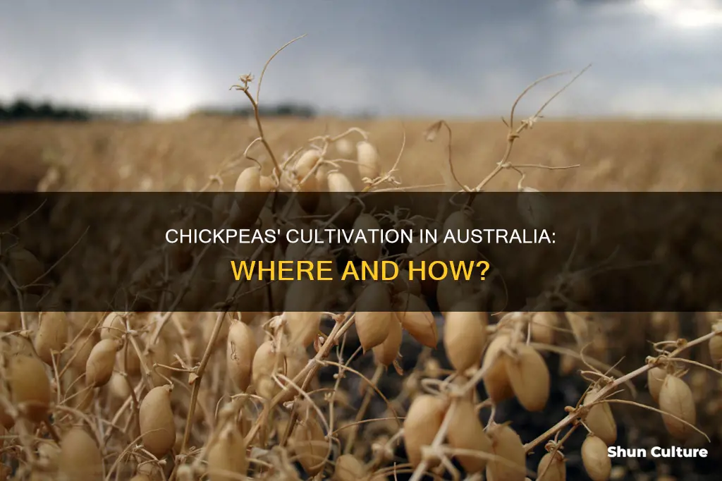 where do chickpeas grow in australia