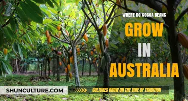 Cocoa Bean Cultivation in Australia: Where and How?