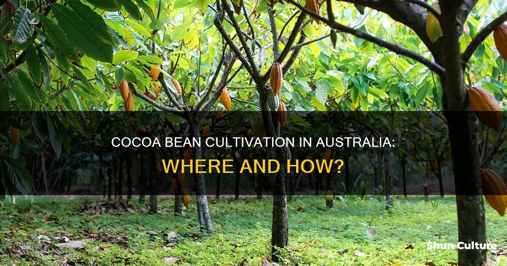 where do cocoa beans grow in australia