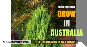 Conifers in Australia: Where Do They Grow?
