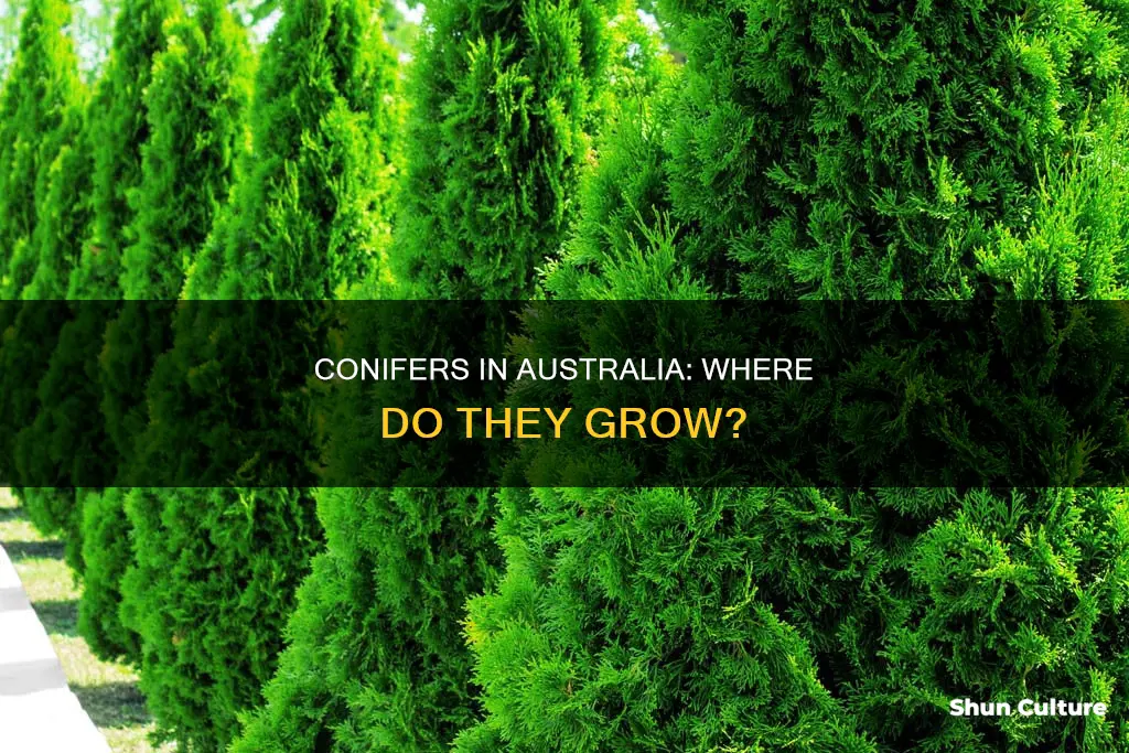 where do conifers grow in australia