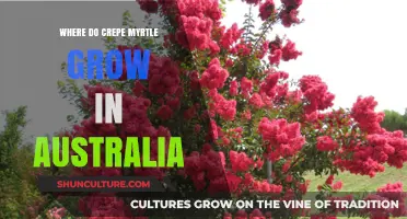 Crepe Myrtles: Where and How to Grow Them in Australia