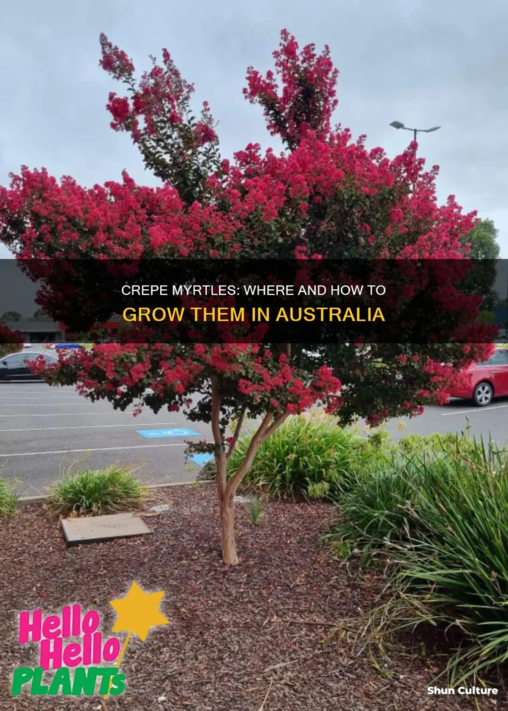 where do crepe myrtle grow in australia