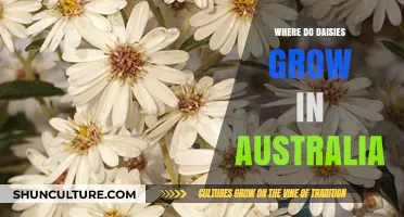 Daisies in Australia: Where and How They Grow