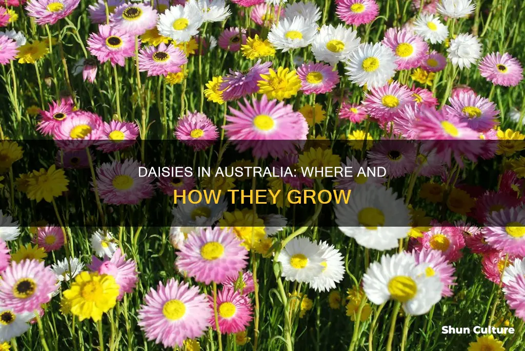 where do daisies grow in australia
