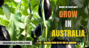Eggplants in Australia: Where and How They Grow